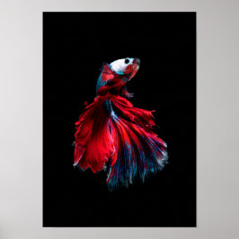 Póster poster de peces betta