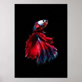 Póster poster de peces betta
