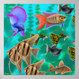 Póster Poster de peces de acuario de agua dulce