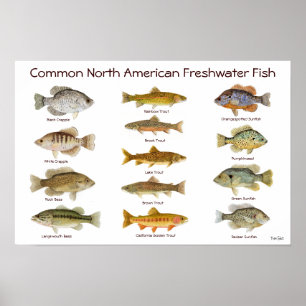 Póster Poster de peces de agua dulce