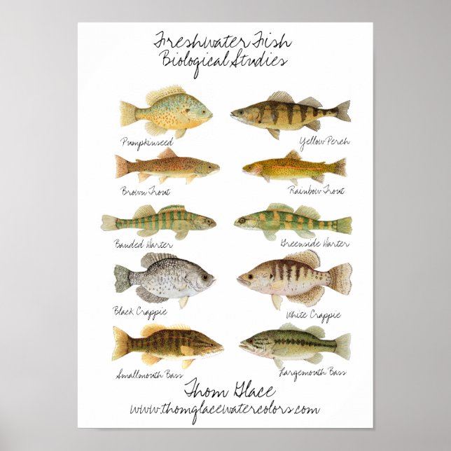 Póster Poster de peces de agua dulce (Frente)
