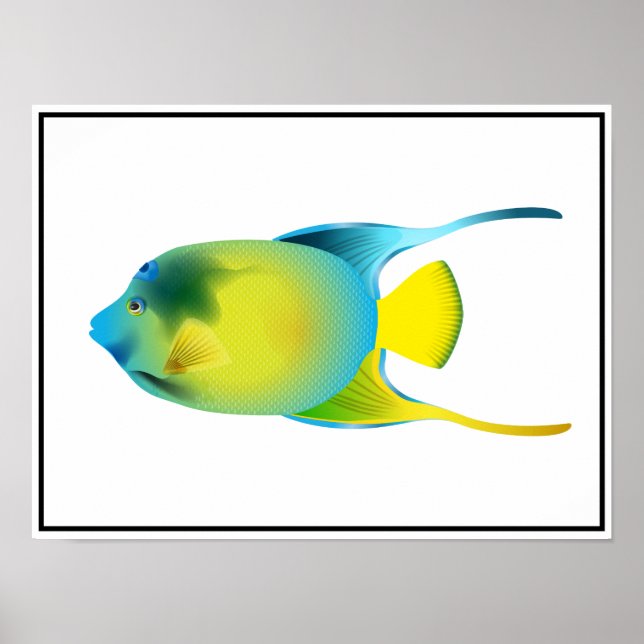 Póster Poster de peces tropicales (Frente)