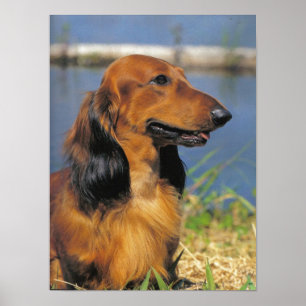 Póster Poster de pelo largo del Dachshund