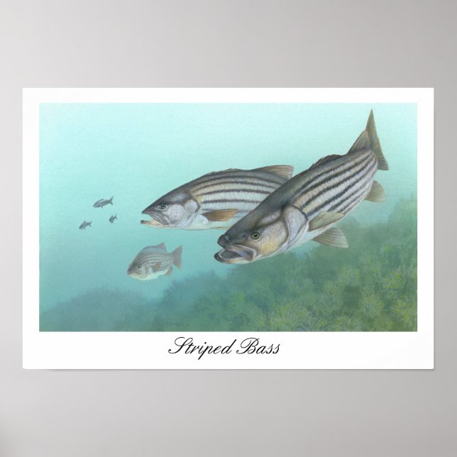 Póster Poster de pelo rayado (Frente)