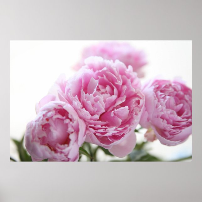 Póster poster de peonías rosadas (Frente)
