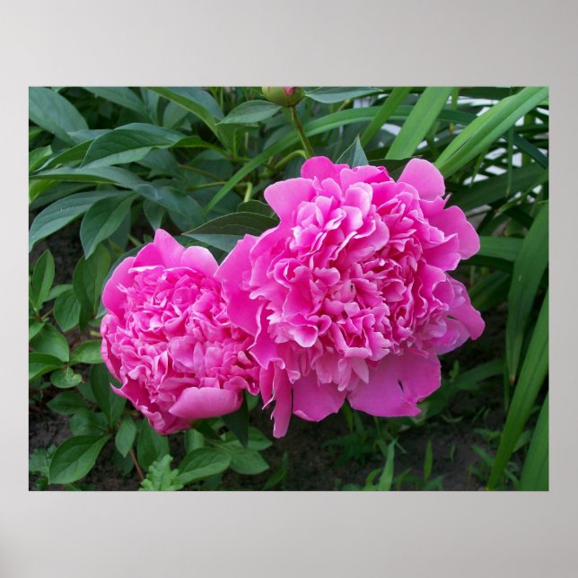 Póster Poster de Peonies (Frente)
