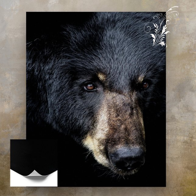 Póster Poster de perfil de oso negro (Subido por el creador)