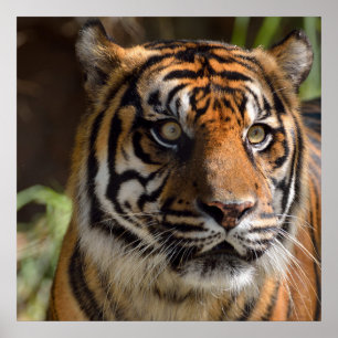 Póster Poster de perfil de tigre