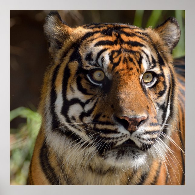 Póster Poster de perfil de tigre (Frente)