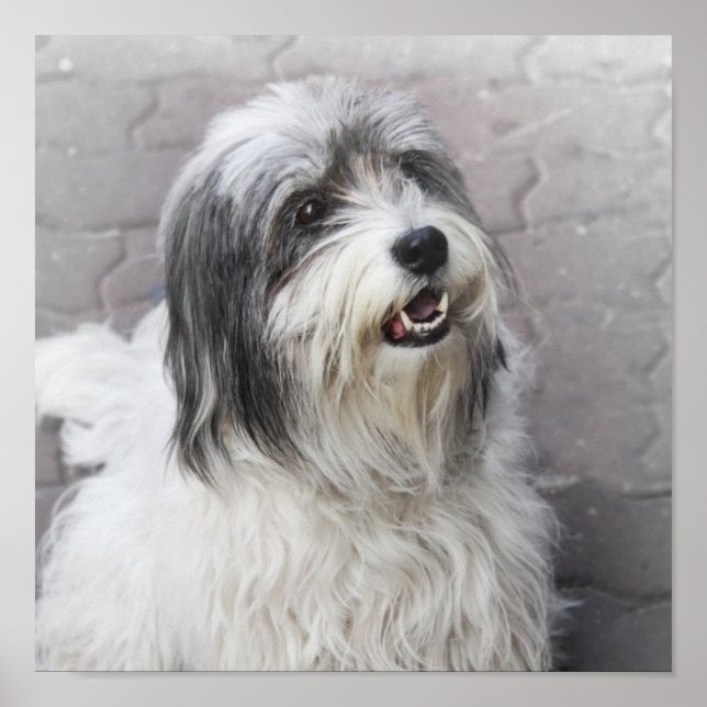 Póster Poster de perro (Frente)