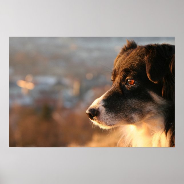 Póster Poster de Perro Collie de borde (Frente)