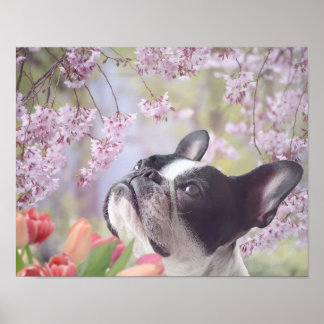 Póster Poster de perro de Boston Terrier