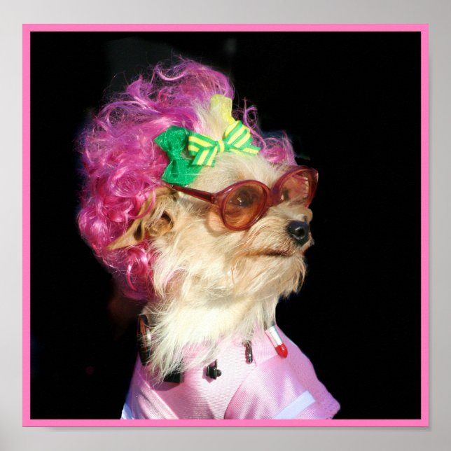 Póster Poster de perro de juguete de moda MIx (Frente)