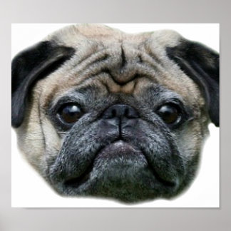 Póster Poster de perro de pug