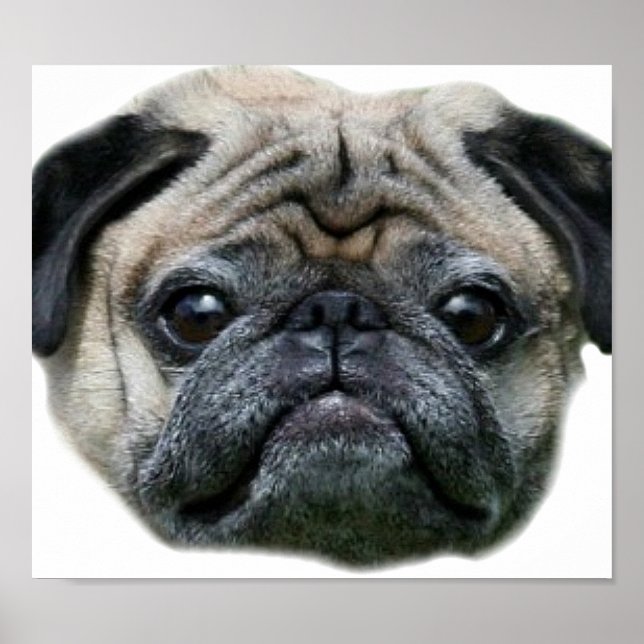 Póster Poster de perro de pug (Frente)