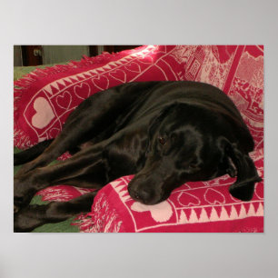 Póster Poster de perro dormido