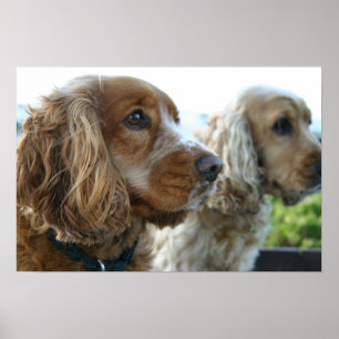 Póster Poster de Perro Español Cocker Inglés