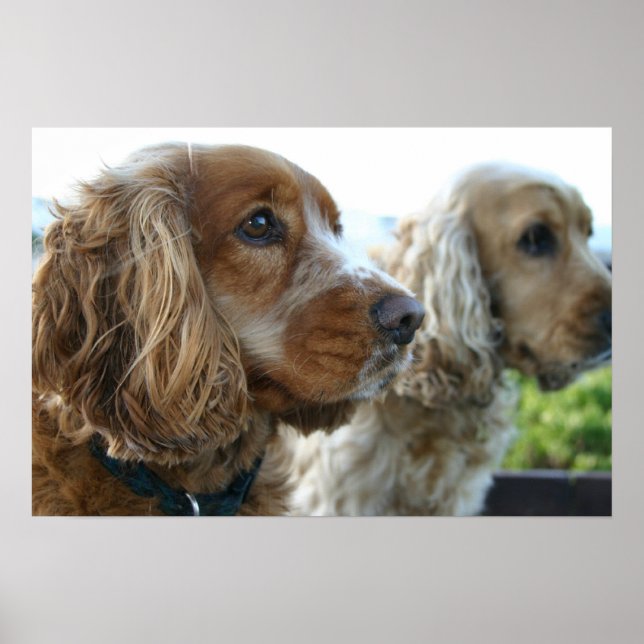 Póster Poster de Perro Español Cocker Inglés (Frente)