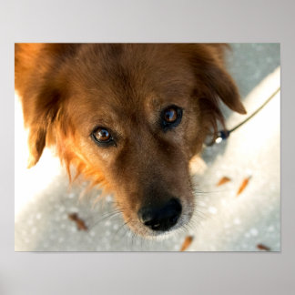 Póster Poster de perro lindo (Golden Retriever)
