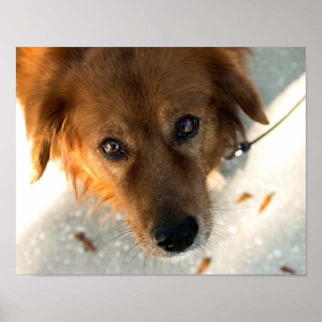 Póster Poster de perro lindo (Golden Retriever) (Frente)