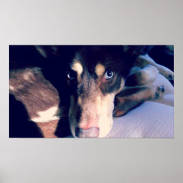 Póster Poster de Perro Oído Azul