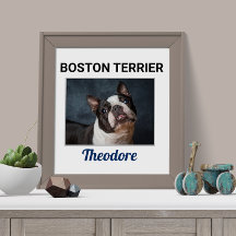 Poster de perro Personalizado de Boston Terrier