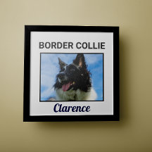 Poster de perro Personalizado de Collie Frontera