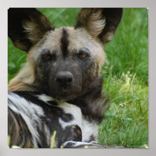 Póster Poster de Perro Salvaje Africano