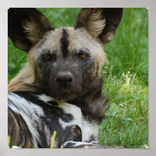 Póster Poster de Perro Salvaje Africano (Frente)