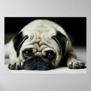 Póster Poster de Perro Triste Pug