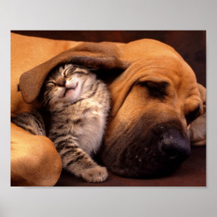 Póster Poster de perro y gatito
