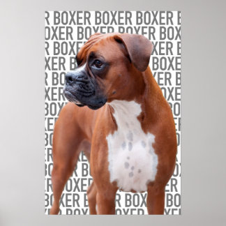 Póster Poster de perros Boxer