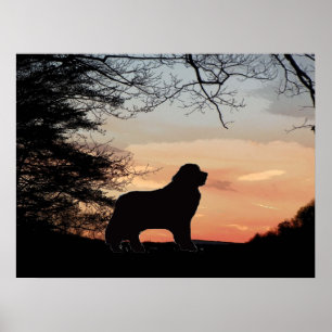 Póster Poster de perros de Terranova