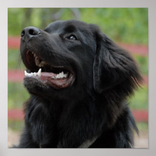 Póster Poster de perros de Terranova