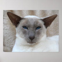 Poster de Personalizable de gatos kitanos de Siame