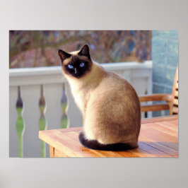 Póster Poster de Personalizable de gatos kitanos de Siame