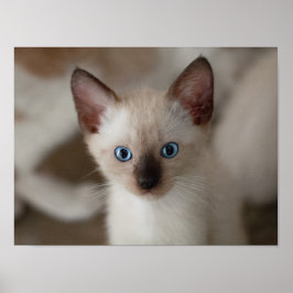Póster Poster de Personalizable de gatos kitanos de Siame