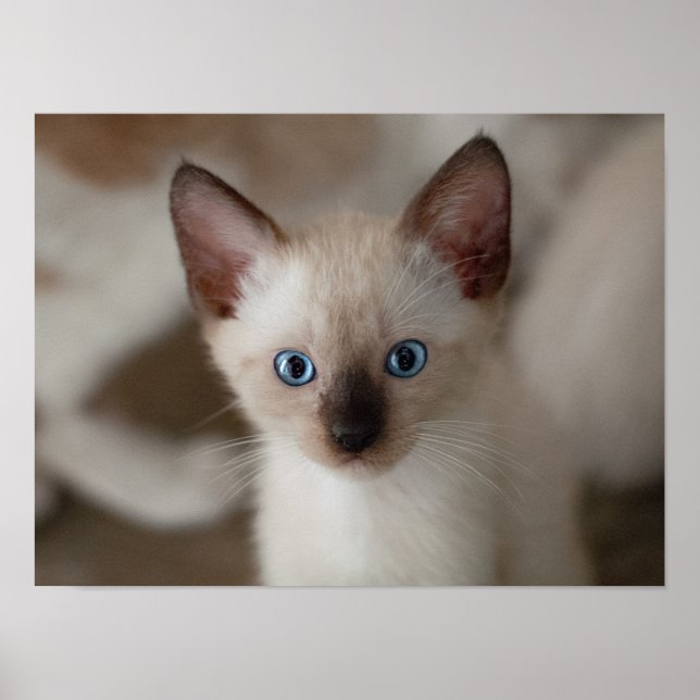 Póster Poster de Personalizable de gatos kitanos de Siame (Frente)