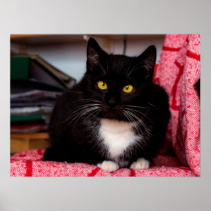 Póster Poster de Personalizable gatito blanco y negro