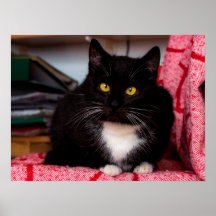 Poster de Personalizable Gato Gato Gatito Negro y 