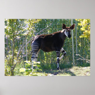 Póster Poster de personalizable Okapi