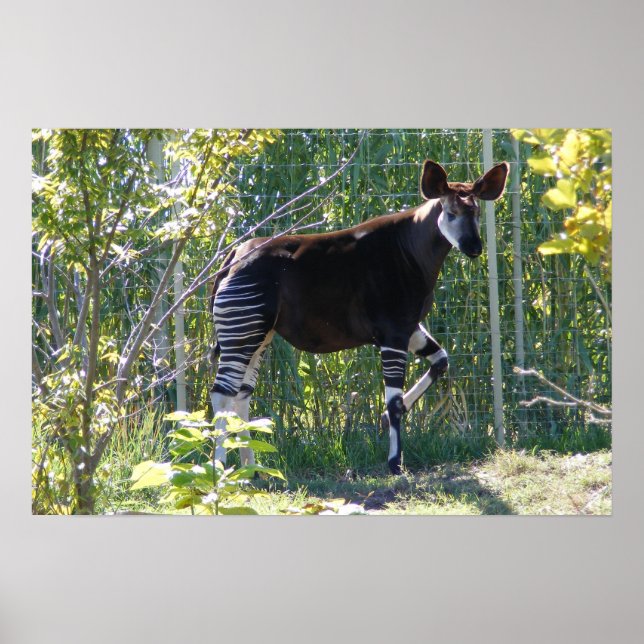 Póster Poster de personalizable Okapi (Frente)