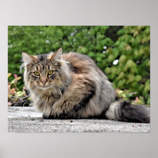 Póster Poster de Personalizable para gato Maine Coon Kitt (Frente)