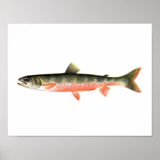 Póster Poster de Pesca - Pescado canadiense de la trucha 