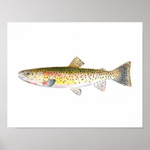 Póster Poster de pesca - Pescado de trucha de montaña roc