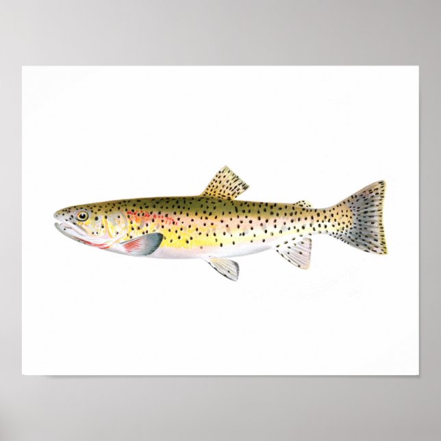 Póster Poster de pesca - Pescado de trucha de montaña roc (Frente)