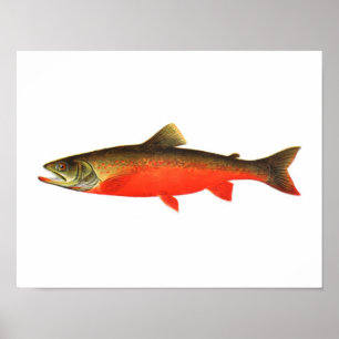 Póster Poster de Pesca - Pescado varón canadiense de la t