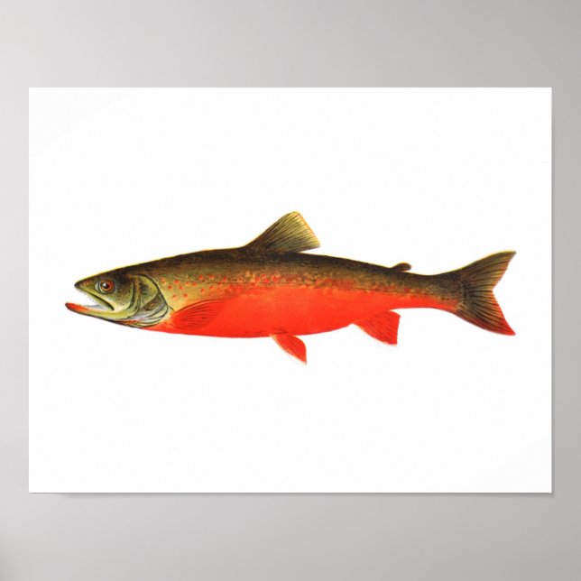 Póster Poster de Pesca - Pescado varón canadiense de la t (Frente)