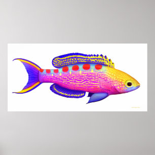 Póster Poster de pescadería de Anthias Reef con manchas a