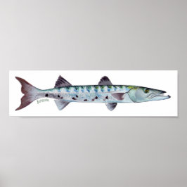 Póster Poster de pescado de Barracuda